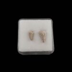 Borealosuchus zub #4355 v1