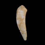 Fosil zub Enchodus #4315 v1