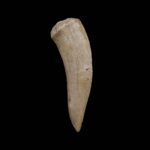 Fosil zub Enchodus #4315 v10