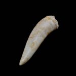 Fosil zub Enchodus #4315 v2