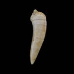 Fosil zub Enchodus #4315 v3