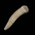 Fosil zub Enchodus #4315 v4