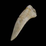 Fosil zub Enchodus #4315 v5