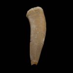 Fosil zub Enchodus #4315 v7