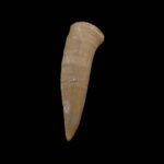 Fosil zub Enchodus #4315 v8