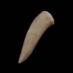 Fosil zub Enchodus #4315 v9