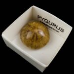 Pygurus #1587B5 v1