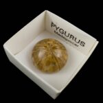 Pygurus #1587B5 v14