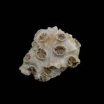 Koral fosil #5665F4 (1)