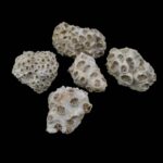 Koral fosil #5665F4 (3)