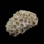 Koral fosil #5665F4 (4)