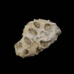Koral fosil #5665F4 (5)