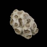 Koral fosil #5665F4 (6)