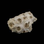 Koral fosil #5665F4 (7)