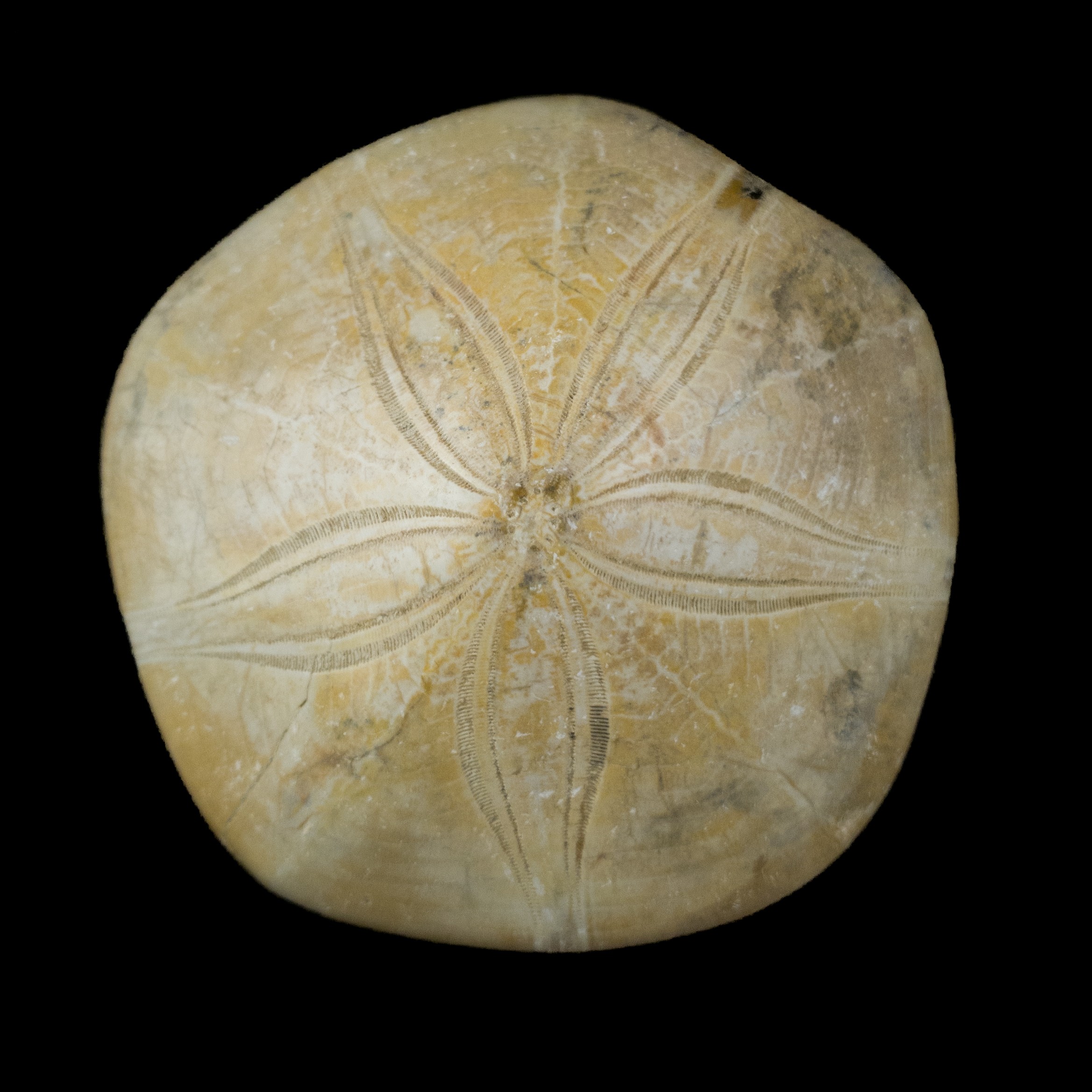 Mepygurus Marmonti fosil #7824F11 (1)