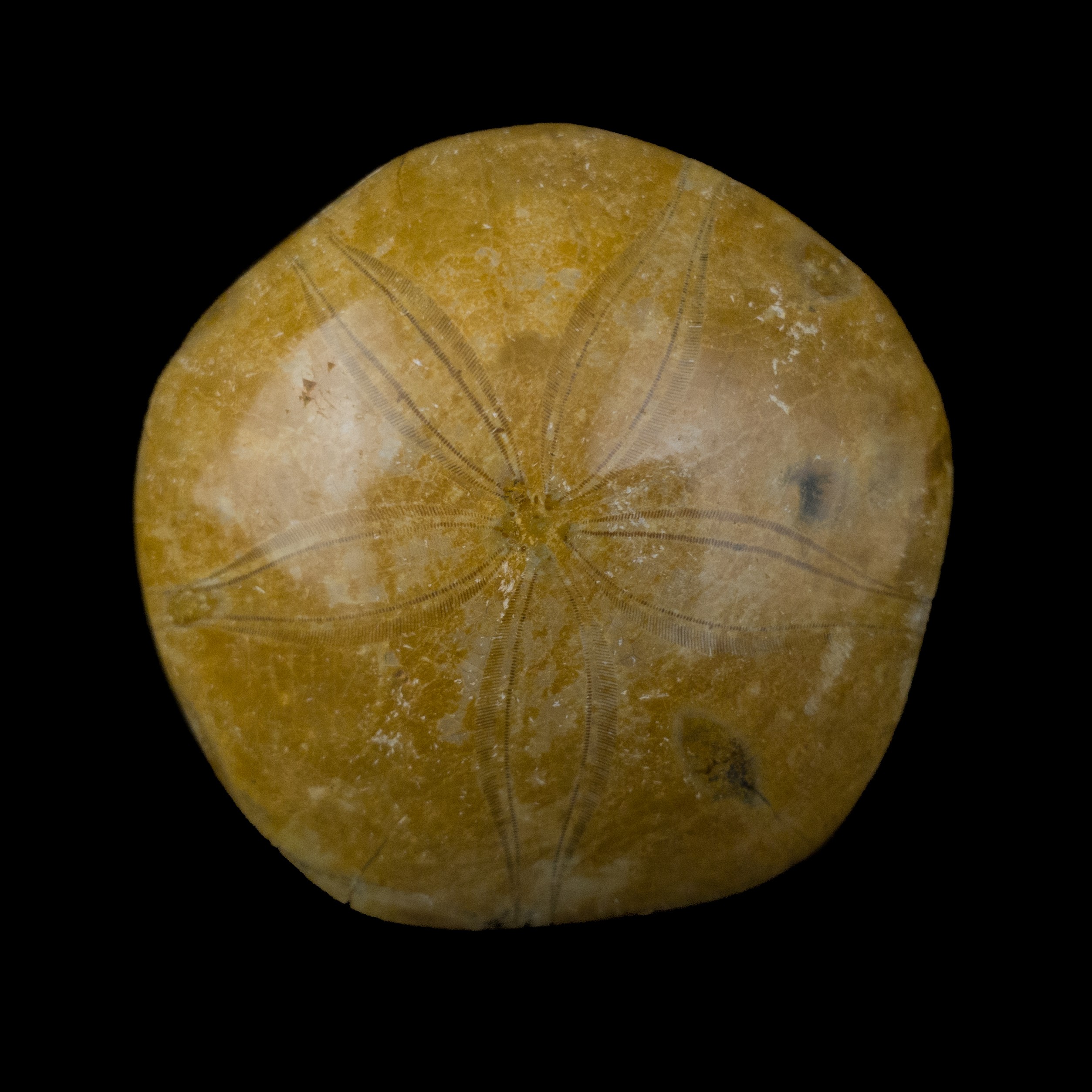 Mepygurus Marmonti fosil #7824F11 (10)