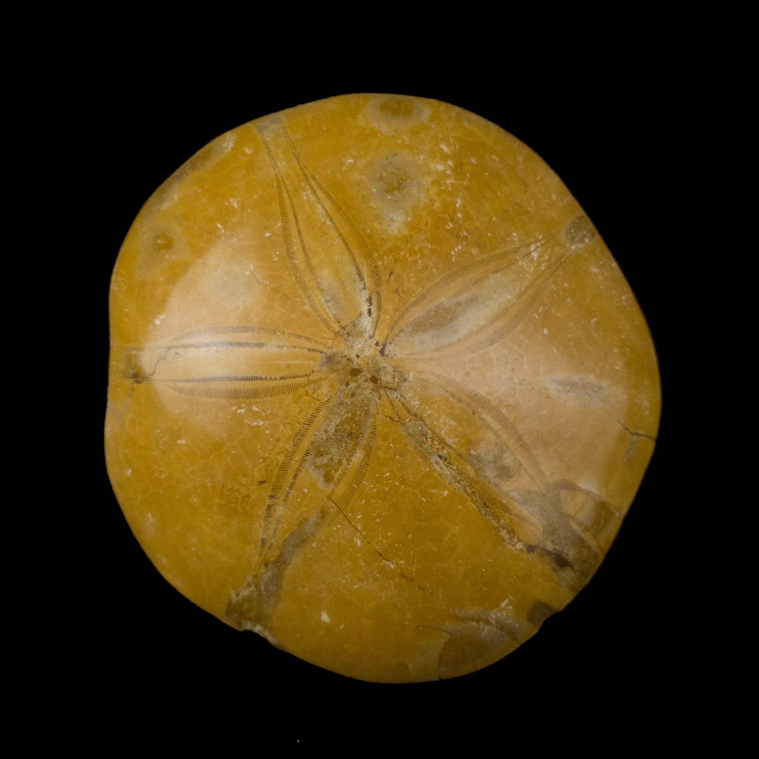 Mepygurus Marmonti fosil #7824F11 (2)