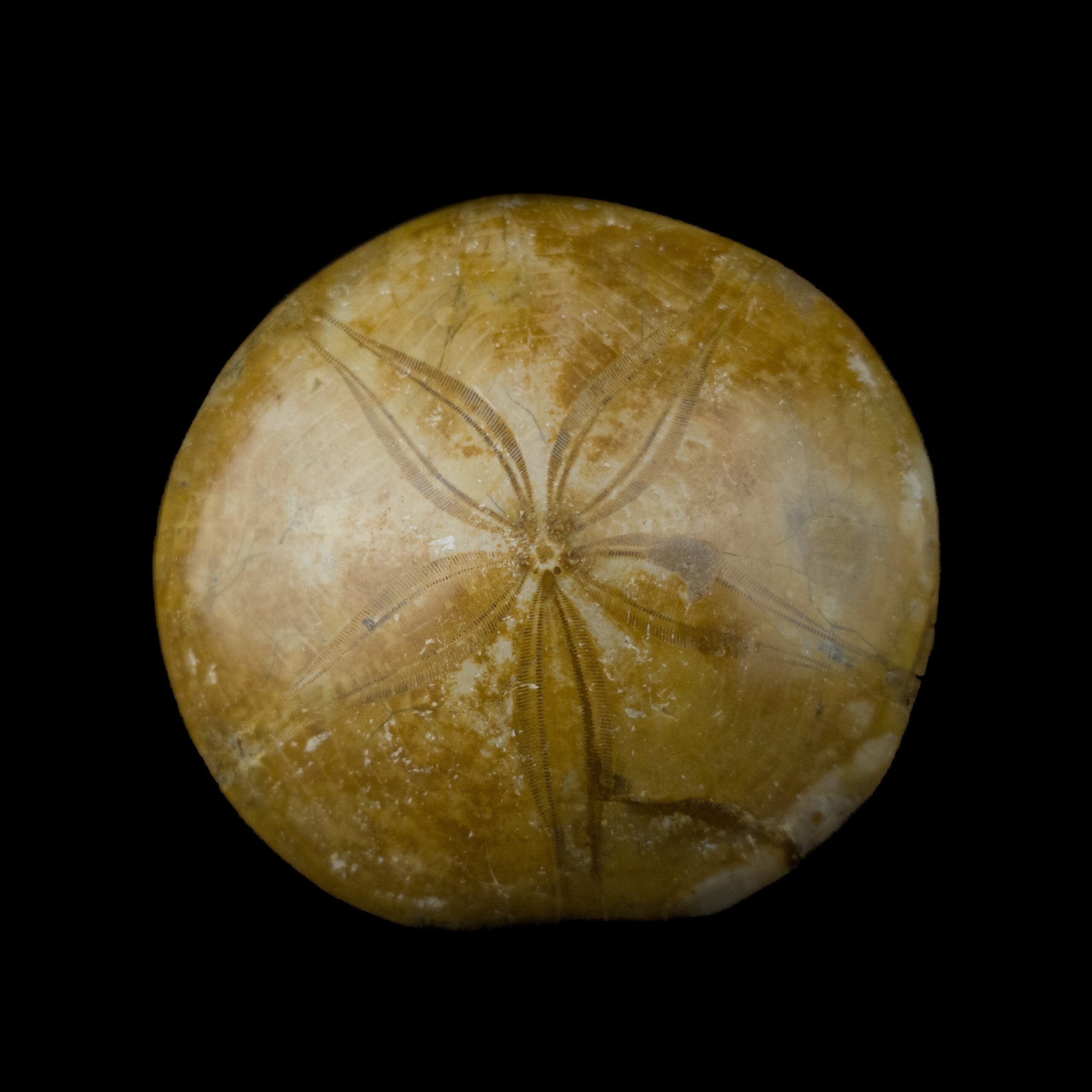 Mepygurus Marmonti fosil #7824F11 (4)