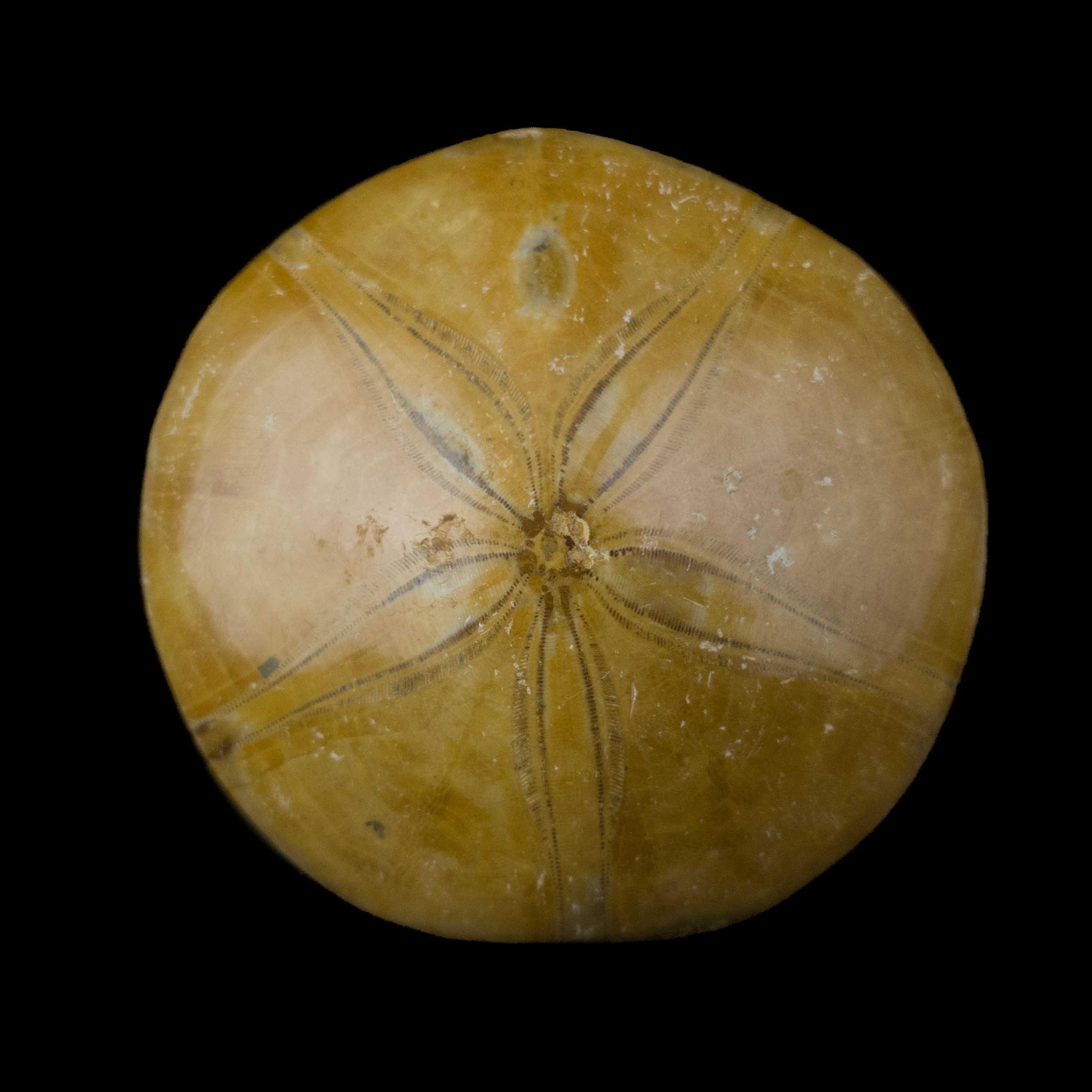 Mepygurus Marmonti fosil #7824F11 (5)