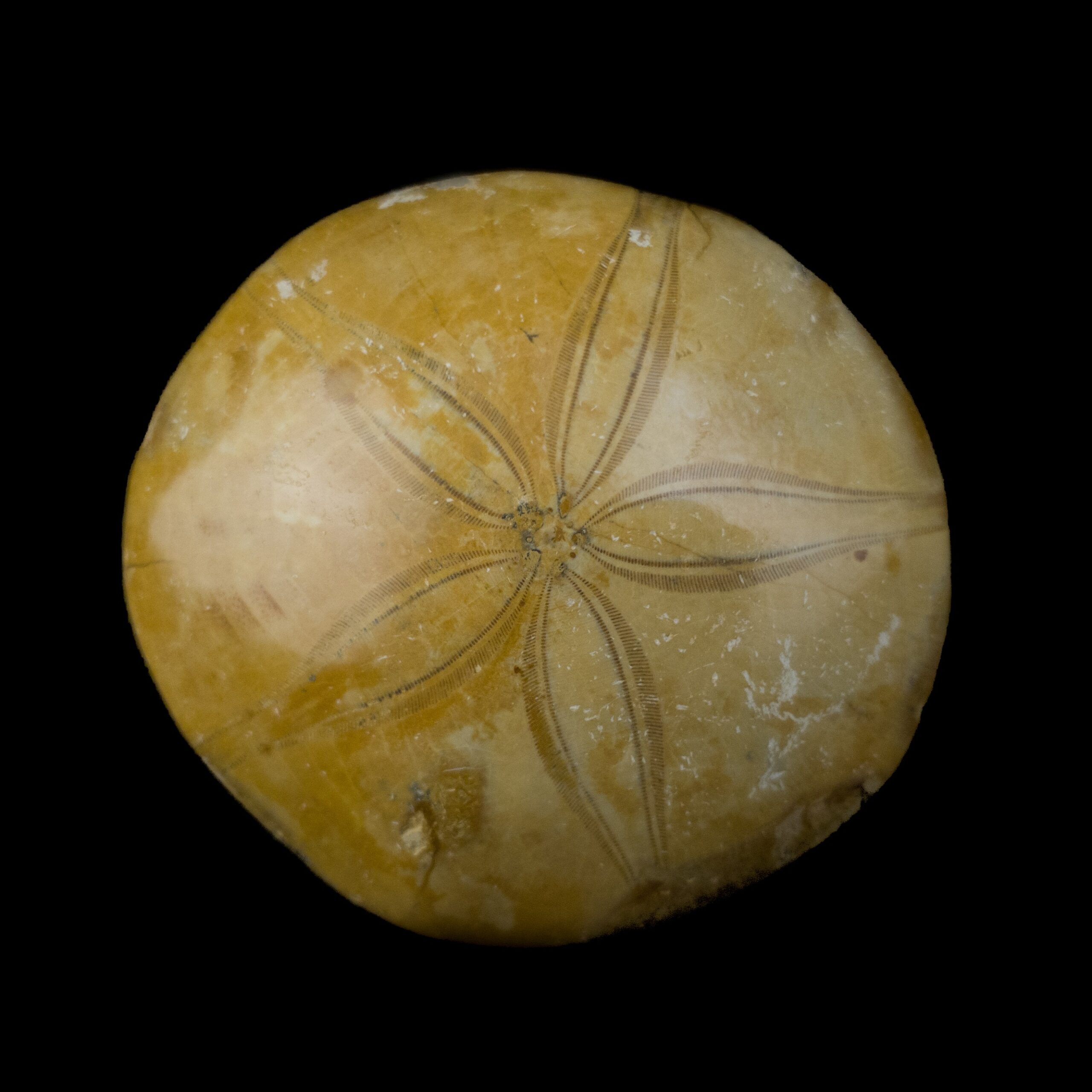 Mepygurus Marmonti fosil #7824F11 (7)