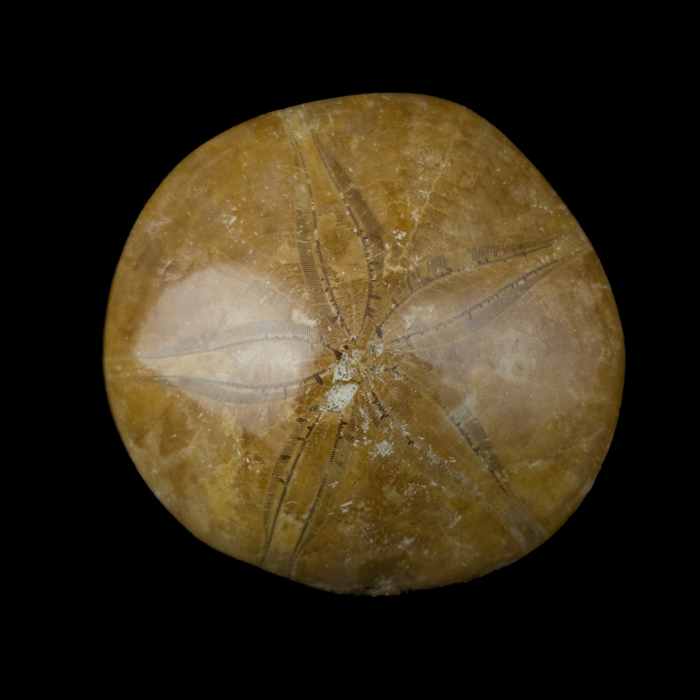Mepygurus Marmonti fosil #7824F11 (9)